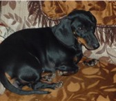 Фото в Домашние животные Вязка собак Собака голубых кровей,мать хорошая охотница, в Буденновск 0