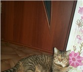 Фото в Домашние животные Услуги для животных Вам нужно уехать, а любимца не с кем оставить в Тольятти 0