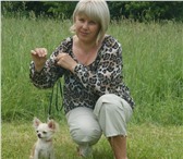 Фотография в Домашние животные Вязка собак Предлагается кобель для вязок с питомника. в Подольске 5 000