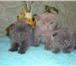 Продаю Шотландских вислоухих котят в возрасте 1 месяц 1 неделя, В наличии все необходимые документы 69773  фото в Екатеринбурге