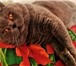 Фотография в Домашние животные Услуги для животных Вязка с Шотландским Прямоухим Опытным котом в Москве 2 000