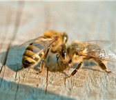 Foto в Домашние животные Другие животные Опытный пчеловод реализует пчелопакеты карпатской в Новосибирске 3 200