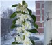 Фотография в Мебель и интерьер Другие предметы интерьера Дендробиум (Dendrobium) – это многолетнее в Комсомольск-на-Амуре 450