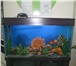 Изображение в Домашние животные Рыбки изготовим аквариумы по вашим размерам  ! в Стерлитамаке 500