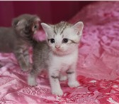 Шотландские котята 2039923 Скоттиш фолд фото в Астрахани