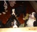 Фотография в Домашние животные Другие животные Продаются клубные щенки Бернского Зенненхунда в Москве 30 000