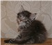 Продам котят породы Норвежская Лесная 2103266 Норвежская лесная фото в Новосибирске