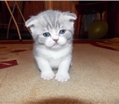 Шотландские вислоухие короткошерстые котята 783477 Британская короткошерстная фото в Барнауле