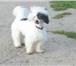 Фотография в Домашние животные Вязка собак Молодой кобель &quot;китайская хохлатая пуховая&quot; в Чебоксарах 2 000