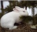 Foto в Домашние животные Грызуны Продаются кролики крупных мясных пород:-Французские в Екатеринбурге 300