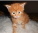 Фото в Домашние животные Вязка Опытный кот породы мейн-кун приглашает на в Пензе 10 000