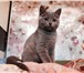Плюшевый шотландский котенок 1654461 Скоттиш страйт фото в Зеленоград