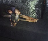 Фото в Домашние животные Вязка собак Ищем опытного мальчика мини той-терьера для в Салавате 0