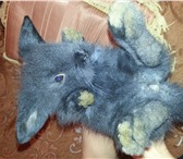Изображение в Домашние животные Другие животные Продам карликового кролика породы : вислоухий в Москве 1 200