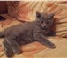 Британские котята 1827206 Британская короткошерстная фото в Наро-Фоминск
