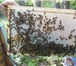 Foto в Домашние животные Другие животные Продам пчел ,семьи здоровые, пчелы спокойны, в Таганроге 5 000