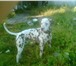 Foto в Домашние животные Вязка собак У Долматинца коричневый окрас пятен, без в Архангельске 0