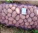 Foto в Прочее,  разное Разное Продажа свежего продовольственного картофеля в Екатеринбурге 10