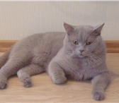 Изображение в Домашние животные Вязка Титулованный клубный котик, шотландский страйт в Зеленоград 3 000
