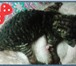 Фотография в Развлечения и досуг Организация праздников Котята породы Корниш-рекс! С очень хорошей в Уфе 0