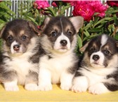 Щенки вельш корги пемброк 4242987 Вельш корги фото в Зеленоград