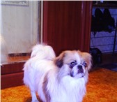 Фото в Домашние животные Вязка собак красивый мальчик возраст 3.5 года очень умный в Волгограде 500
