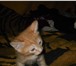 Фотография в Домашние животные Отдам даром котята, отдам в добрые руки, возраст 1мес., в Тольятти 0