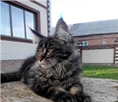 Шикарный котик Cruz 3,  5 мес 1043105 Мейн-кун фото в Таганроге