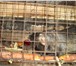 Фото в Домашние животные Грызуны Продам нутрий, есть как взрослые - 2500, в Балашихе 2 500