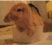 Изображение в Домашние животные Другие животные Продаю крольчат породы карликовый вислоухий в Москве 1 500