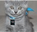 Шотландские котята 338769 Скоттиш страйт фото в Череповецке
