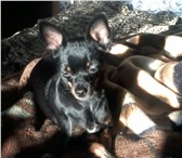 Фотография в Домашние животные Вязка собак девачка тоечка красатуличка ищет друга весом в Сыктывкаре 1 000
