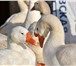 Foto в Домашние животные Птички Продам отличных гусей линдовской породы,славящейся в Нижнекамске 1 000