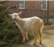 Изображение в Домашние животные Другие животные Продается молоденький 5-месячный козленочек в Таганроге 7 000