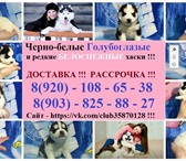 Хаски примечательные щеночки 4216483 Сибирский хаски фото в Саратове
