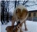 Продаются щенки среднеазиатской овчарки 3916009 Среднеазиатская овчарка фото в Ярославле