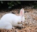 Foto в Домашние животные Другие животные СРОЧНО! продам кроликов больших пород есть в Ростове-на-Дону 1 250