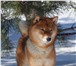 Изображение в Домашние животные Вязка собак Открыт для вязок кобель сиба ину (шиба ину) в Москве 20 000