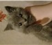 Фото в Домашние животные Вязка Привозите кошечку на вязку с нашим котиком в Москве 2 000