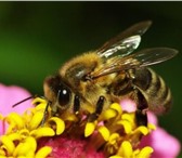 Фотография в Домашние животные Другие животные Пчелы из Мукачево.4-рамочные пчелопакеты в Омске 0