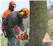 Foto в Прочее,  разное Разное Спил деревьев от альпинистов!Вывоз веток, в Ростове-на-Дону 0