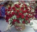 Изображение в В контакте Разное всегда свежие цветы в наличии и на заказвся в Костроме 500
