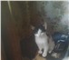 Фото в Домашние животные Отдам даром остались кошечка и котик 1,5месяца,веселые в Домодедово 10