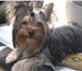 Foto в Домашние животные Вязка собак Йоркширский терьер     , 2 года.     Янтарь в Новосибирске 0