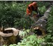 Фото в Строительство и ремонт Разное Удаление деревьев, кронирование, выкорчевка в Москве 0