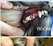 Foto в Домашние животные Услуги для животных Зоосалон "Модный друг" предлагает широкий в Москве 1 200