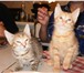 Изображение в Домашние животные Отдам даром котёнок полукровка, папа бобтейл, мама обычная в Перми 0