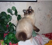 Продам тайских котят и меконгских бобтейлов 142552  фото в Санкт-Петербурге