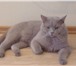 Изображение в Домашние животные Вязка Титулованный клубный котик, шотландский страйт в Зеленоград 3 000