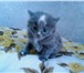 Foto в Домашние животные Отдам даром отдам троих котят девочки 1 мес,к туалету в Москве 1